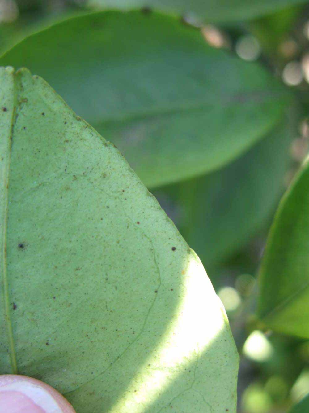              Margin (Winter Haven, FL)       